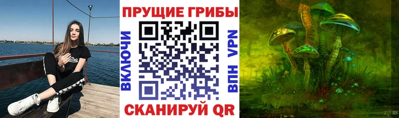 Купить где  Бугульма  Галлюциногенные грибы Cubensis 